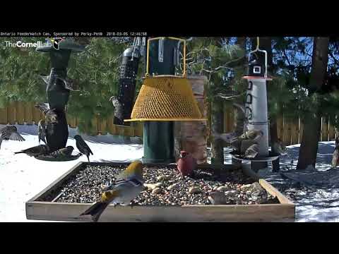 Feeders Get Busy Between Crow Visits – March 5, 2018