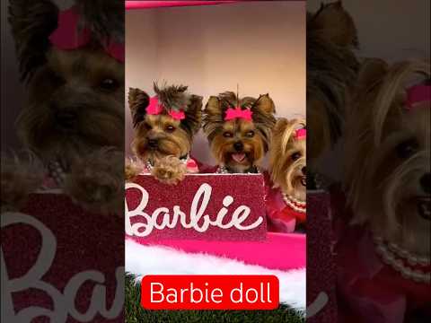Barbie doll 🥰 #youtrubshort #dog #cutepuppy #viral #youtrube #vairalreels #vídeoviral #shortvideo