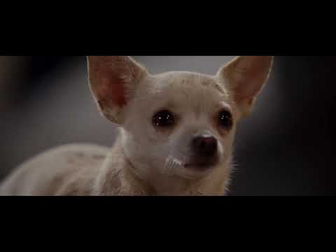 Beverly Hills Chihuahua - Porcelain Doll Scene