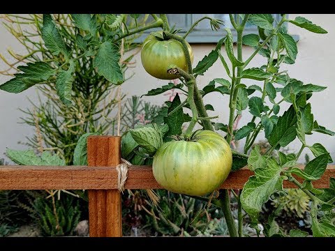 , title : 'Aunt Ruby's German Green Harvest | 2017 Heirloom Tomato Growing'