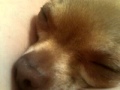 Elmo Snoring And Wakes Himself
