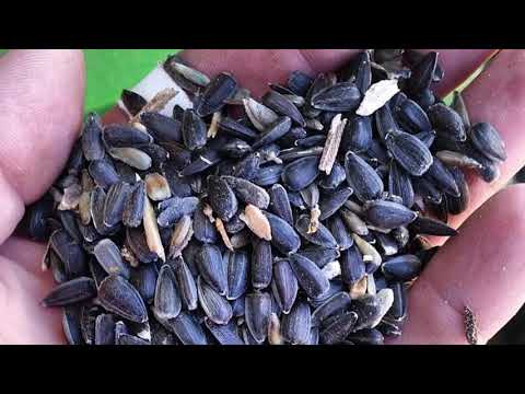 Naše dobro ep.106 08.08.20. Semenke; Višnje; Borovnice; Kikinda; Opanci; Problem; Žitorađa; Svinje