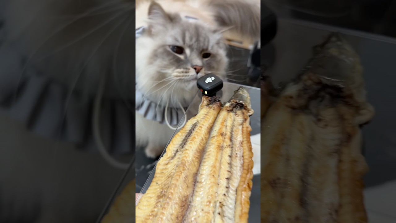 【咀嚼音？】鰻を食す猫 #cat #サイベリアン #ネヴァマスカレード #猫 #shorts