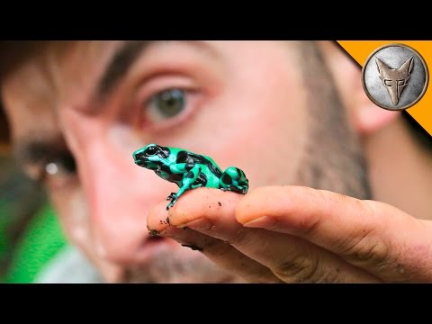 To CATCH a Poison Frog!