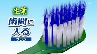 生葉歯間に入るブラシ「飛び出し毛」篇Ｄ（SHB-0312）