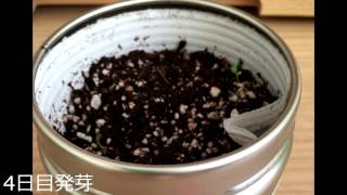 Momoka Ariyasu  "Small courage" Piano solo /有安杏果「小さな勇気」