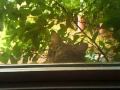 Cat On A Windowsill! - Callie M Cat On A Windowsill!