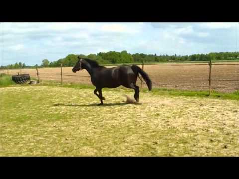 8-jährige Stute von Florencio-Freiherr, tragend von Best of Gold, zu verkaufen