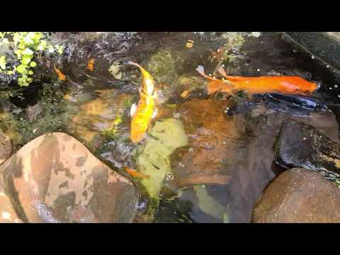 Pond 27  a little close up feeding and a turtle makes an appearance at around 2:45