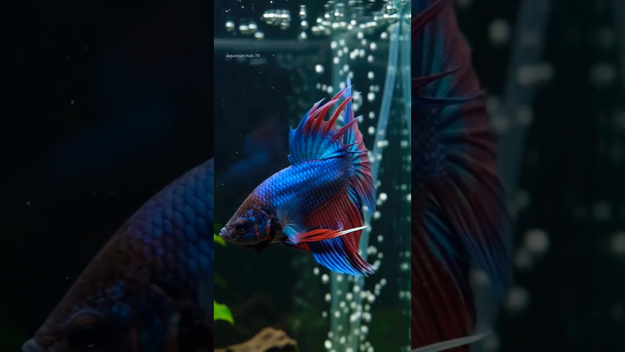 Crown Tail Betta Fish #bettafish #fish