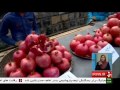 Iran Pomegranate Download Music Mp3 and Mp4