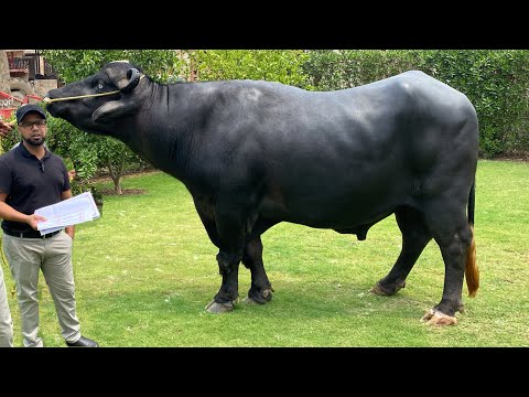 Nili Ravi Büffelbullen der Al-Haiwan-Gruppe, Samenproduktionseinheit