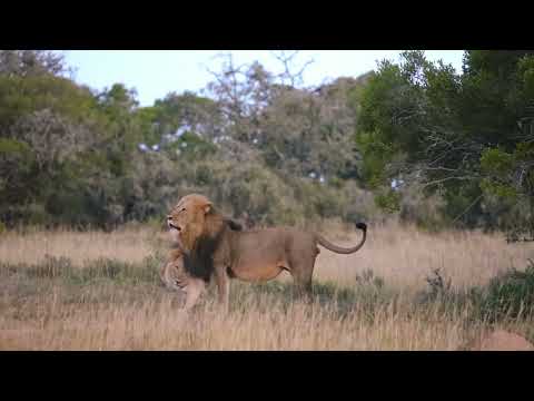 Big lions Southern male vs Nomadic male fight.
