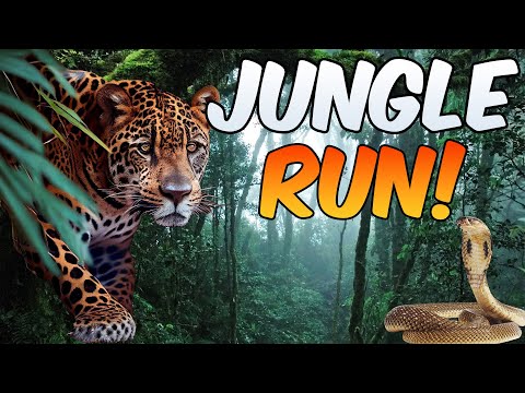 Jungle Run | Dance Break | Dance Now | Like GoNoodle | Brain Breaks|Dance Songs for kids of all ages