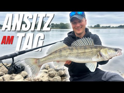 Start of the season with bait fish