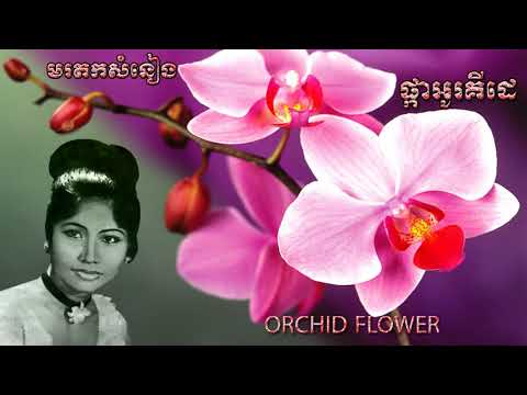 ផ្កាអូគីដេ _ Pka Orchid