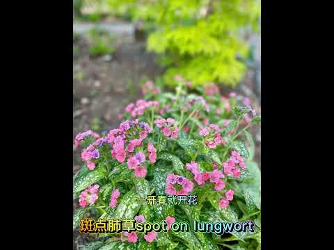 肺草 植物