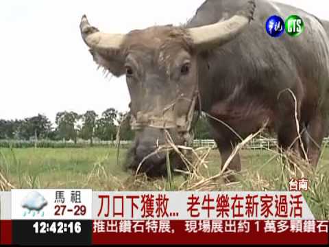 刀口下救命 花6萬讓老牛安享晚年