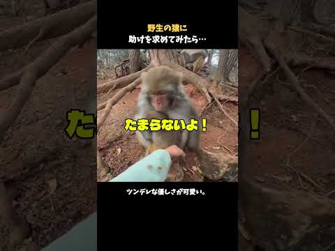 野生の猿に助けを求めてみたら…