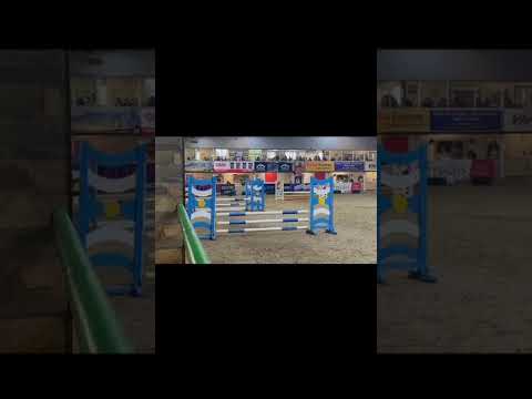 Welsh 128cm Chestnut Pony - Elite 128 Prospect - Image 2