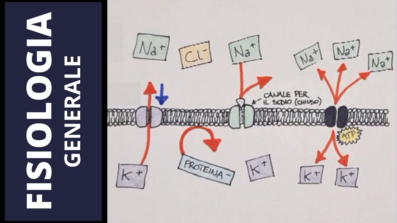 Il potenziale di membrana