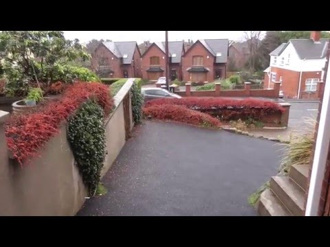 download lagu mp3 mp4 Cotoneaster Franchetii Hedge, download lagu Cotoneaster Franchetii Hedge gratis, unduh video klip Cotoneaster Franchetii Hedge