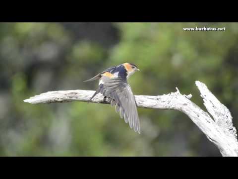 Golondrina dáurica ( Hirundo daurica ) Red-rumpe