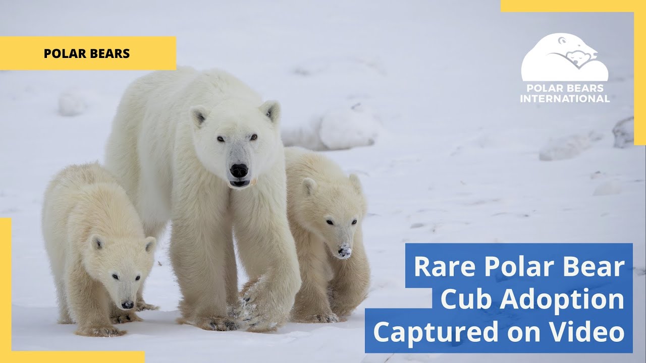 Rare Polar Bear Cub Adoption Captured on Video