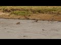 Crocodile Action At Wildebeest Crossing Mara River