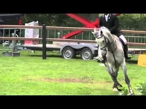 2003, gelding by Celano