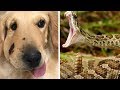 When Rattlesnakes Attack