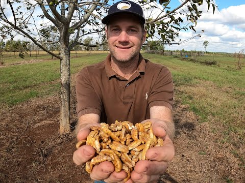 Harvesting and Shelling Pecans