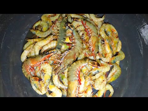 Paninigpaw ng Talangka Part 2