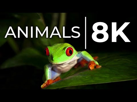 Most Beautiful Wild Animals in 8K ULTRA HD Collection - Wildy Vibes