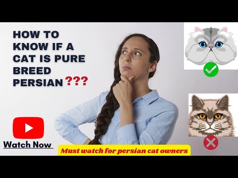 How to Identify a Persian Cat|Quality of the breed?