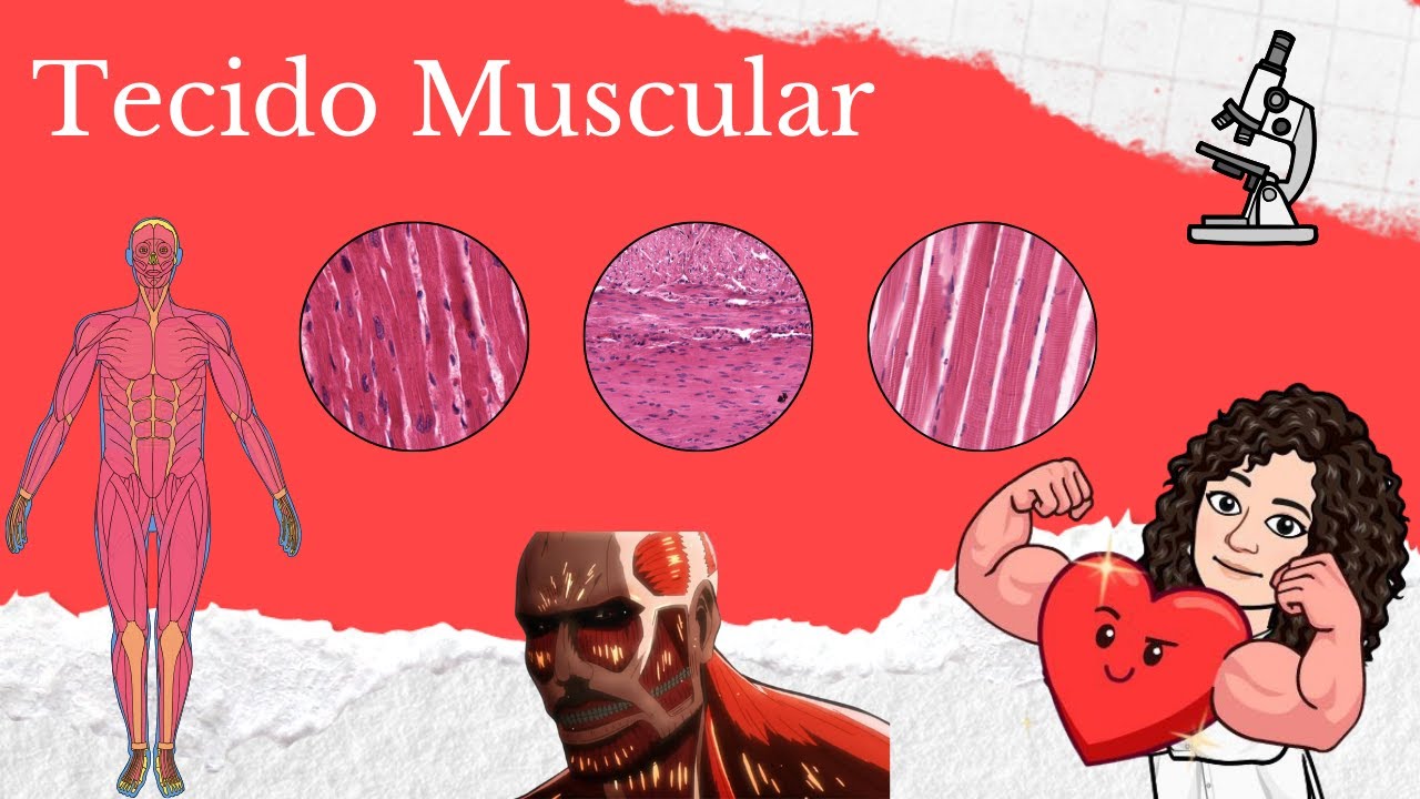 Revisão - Tecido Muscular