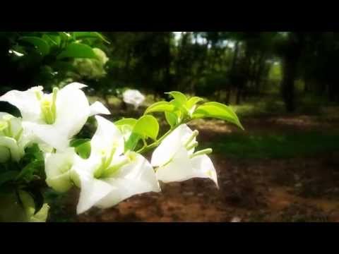 White Bougainvillea flower- Shot on OPPO Find 7a [HD 4K]