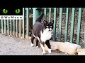 This Tuxedo Cat Is So Cute