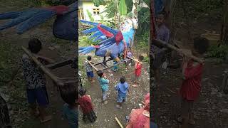 Download lagu singa Depok cilik #shorts mp3