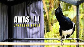 Download lagu PANCINGAN KACER TERBAIK bikin Semua Jenis Kacer LANGSUNG KONSLET, Terapi Kacer Agar GACOR NGEPLONG mp3