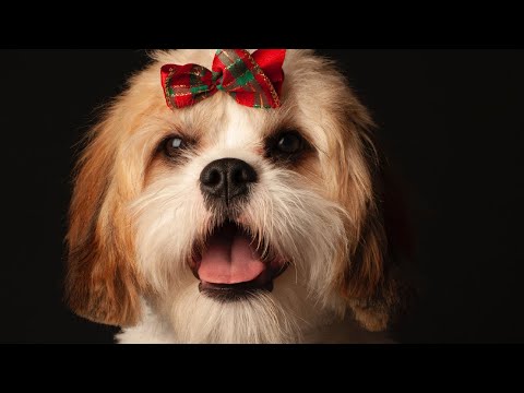 Funny Dogs and Cat |Funniest Pets| Anusha HW channel