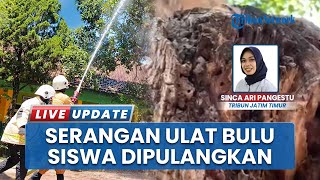 Serangan Ulat Bulu, Guru dan Siswa SDN Dabasah 4 Bondowoso Gatal-gatal, Damkar Turun Tangan