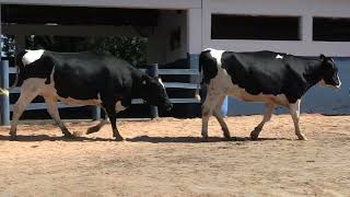 Vídeo 163 - 1ª ETAPA MEGA LIQUIDAÇÃO TOTAL AGROPECUÁRIA MARAJOARA - DIA 4 | GADO GIROLANDO E HOLANDÊS