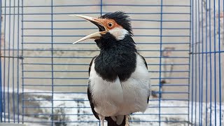 Download lagu Pancingan Jalak Suren Gacor Mompa Full Variasi - Masteran Suara Burung Jalak Gacor Full Isian Mewah mp3