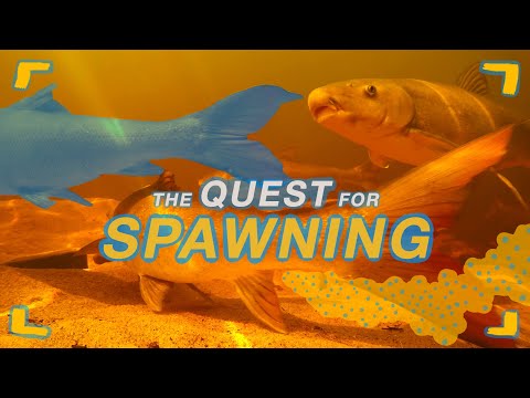 Saving Sandfish | EP4 | The Quest for Spawning