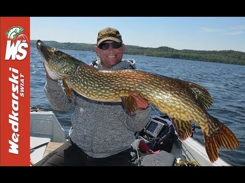 Dwa szczupaki 121 cm złowione przez Marka Szymańskiego i Andrzeja Wiznera na Żarnowcu