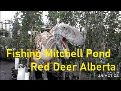 Fishing Mitchell Pond Red Deer Alberta