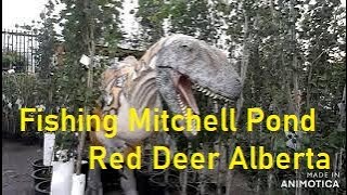 Fishing Mitchell Pond Red Deer Alberta