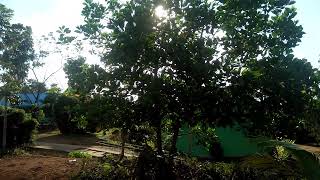 Download lagu Seroja @setya||story 03042022 mp3