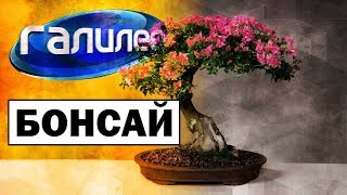 Галилео | Бонсай 🌲 Bonsai